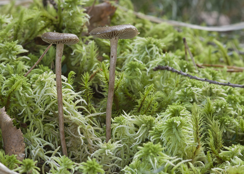 Phaeonematoloma myosotis